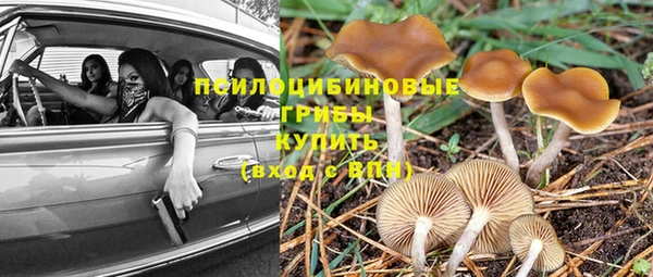ПСИЛОЦИБИНОВЫЕ ГРИБЫ Абаза